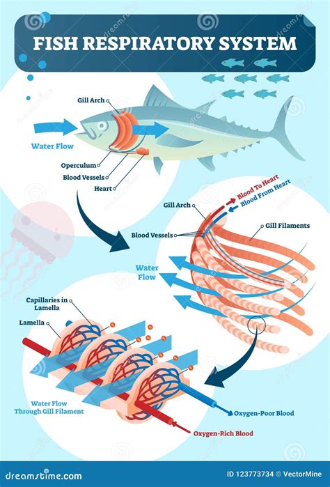 Fish Respiratory System Diagram Vector Illustration. Labeled Anatomical Scheme with Gill Arch ...