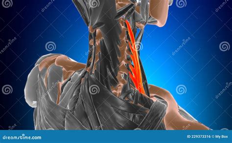 Scalenus Medius Muscle Anatomy For Medical Concept 3d Stock Illustration Illustration Of