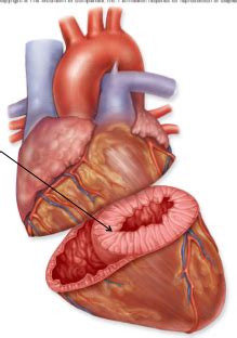 Cardiovasc System Flashcards Quizlet