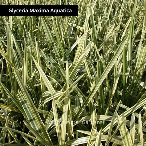 Variegated Manna Grass Shallow Water Pond Plants Bare Root Webb S