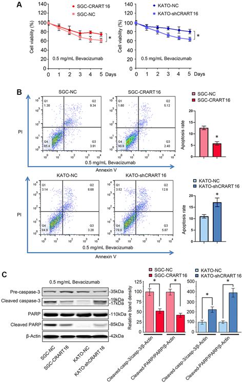 Lncrna Crart16mir 122 5pfos Axis Promotes Angiogenesis Of Gastric