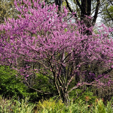 Buy Redbud Trees Online | Garden Goods Direct