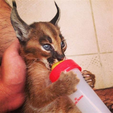 Gato Salvaje Caracal 13 Caracal Cat Gorgeous Cats Cat Species