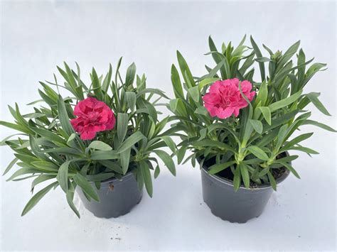 Go Dzik Ogrodowy Wieloletni Dianthus Caryophyllus Oscar Ciemny R