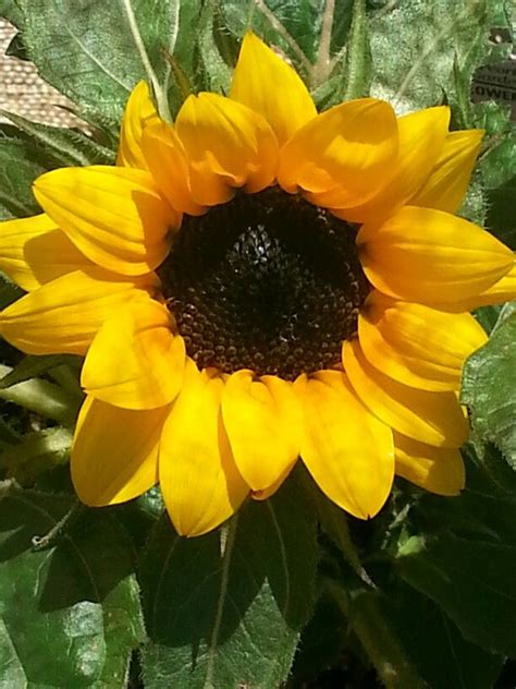 Pin By Kenny Velis On Sunflower Sunflower Flowers Bloom