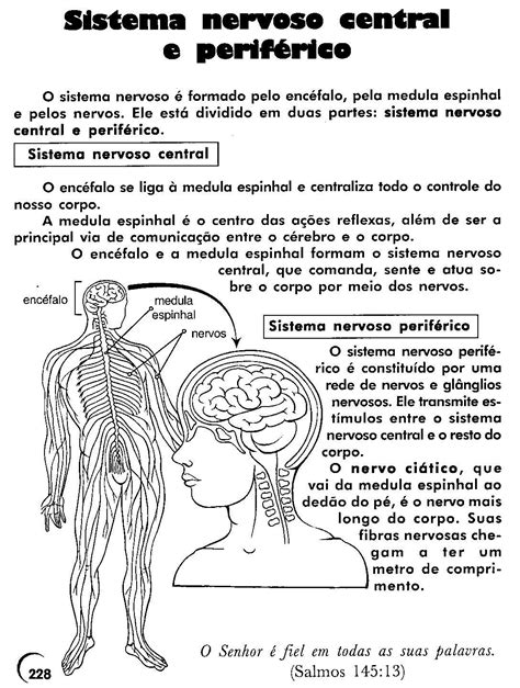 Sistema Nervoso 3 Neuroscience Health Science Education Technology