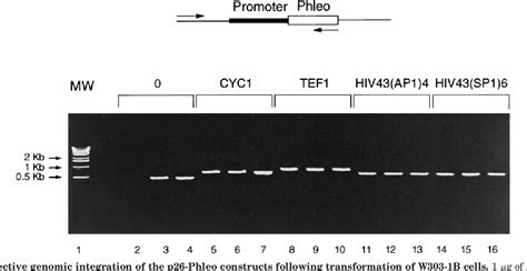 Figure 3 From Identification Of Limiting Steps For Efficient Trans