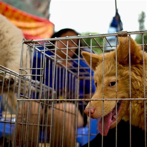 Would A Dog Eat A Human If Starving at Victoria Jenkins blog