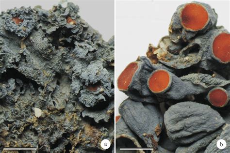 Leptogium Species A Ornamented Apothecia Of L Phyllocarpum With B