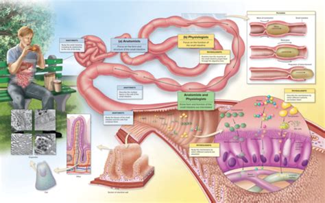 Anatomy and physiology quiz 1 Flashcards | Quizlet