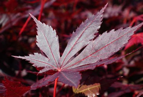 Maple Jepang Pohon Daun Musim - Foto gratis di Pixabay