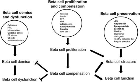 Frontiers Beta Cell Dysfunction And Insulin Resistance Endocrinology