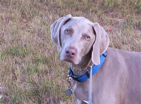 17 Best Images About Weimaraners On Pinterest Pet Puppy Blue