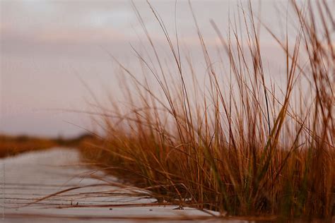 Golden Autumn Grass On Boardwalk To Beach By Stocksy Contributor