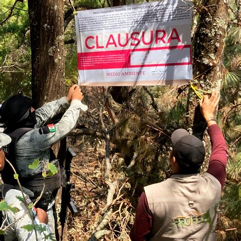 PROFEPA on Twitter La ProfepaEnMichoacán en conjunto con la GN