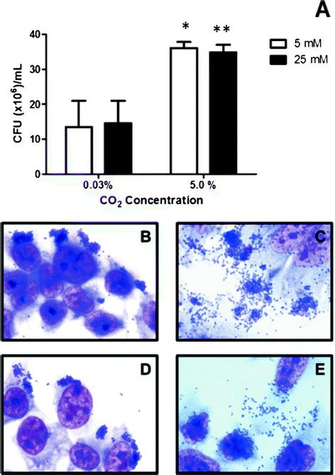 Comparison Of Quantitative And Qualitative Adherence Of AEPEC 15512