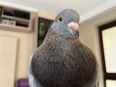 How To Take Care Of A Pet Pigeon - PIGEONHOW.COM