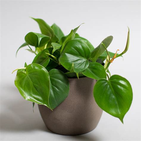 Philodendron Scandens Cm Pot Opperman Plants Ltd