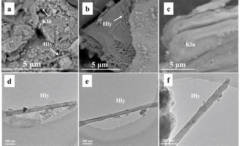 Scanning electron microscopy backscattered electron images (a, b, c ...