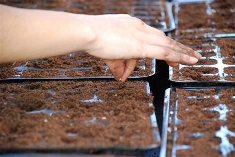 Producción de Planta en el vivero ANSE Asociación de Naturalistas