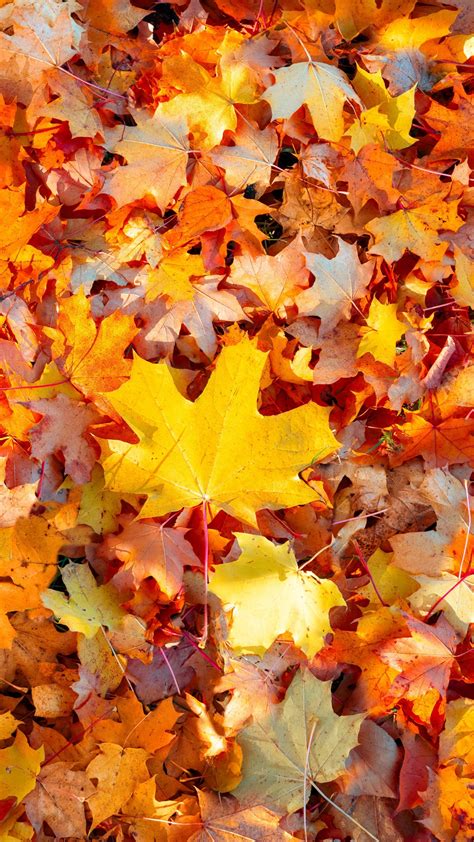 Maple Leaves Wallpaper 4K 5K Autumn Leaves Fallen Leaves