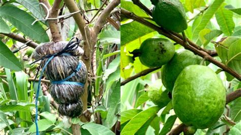 How To Air Layering Guava Tree Youtube