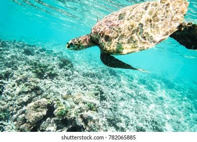 Sea Turtle Swimming Underwater Stock Photo (Edit Now) 782065885