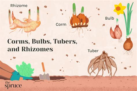 Difference Between Corms Bulbs Tubers And Rhizomes