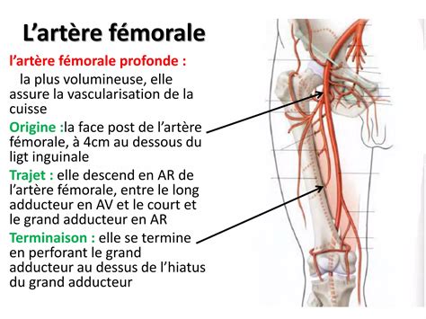 Anatomie Vascularisation Du Membre Inferieur Pdf