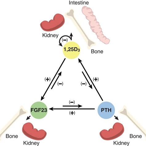 The Interregulatory Nature Of The Mineralotropic Hormones Pth Fgf