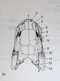 bowfin dorsal Diagram | Quizlet