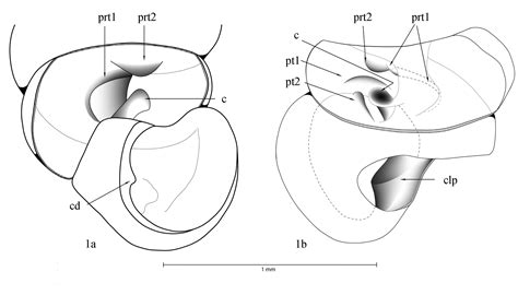 The Diplommatinidae Of Fiji A Hotspot Of Pacific Land Snail Biodiversity Caenogastropoda