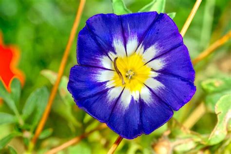 Morning Glory Growing Guides Tips And Info Gardener S Path