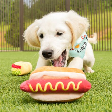 how much to feed a golden puppy