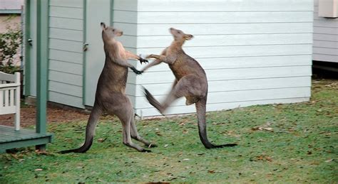 Kangaroo Chokes Out Rival MMA-Style – Sick Chirpse