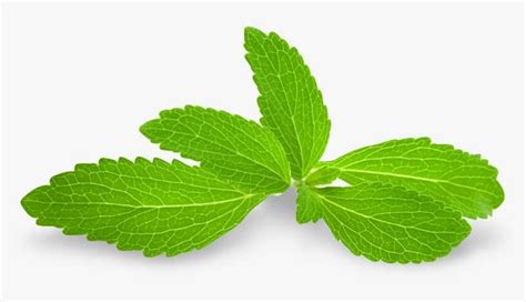 Stevia Leaf Transparent Png Image Transparent Png Free Download On