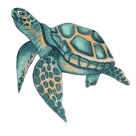 Green Sea Turtles Drawing