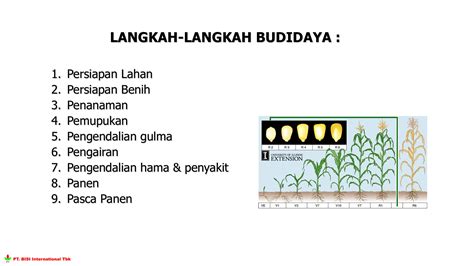 Budidaya Jagung Hibrida