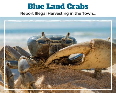 Blue Land Crabs Report Illegal Harvesting Town Of Cutler Bay Florida