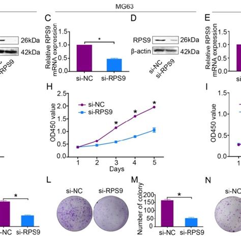 Knockdown Of RPS9 Inhibits MAPK Signaling Pathway In Osteosarcoma