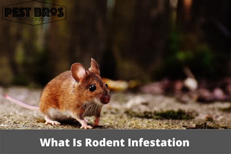 Rodent Infestation Signs Prevention And Solutions