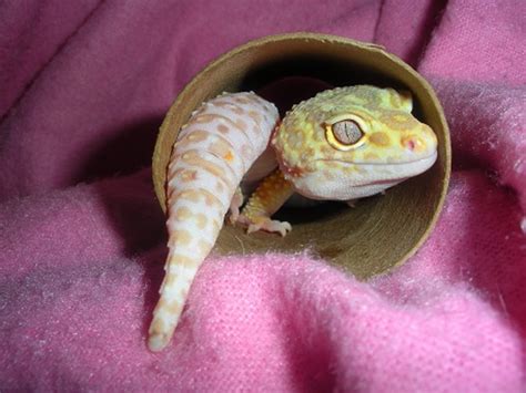 Is a leopard gecko the right pet for you? | HubPages