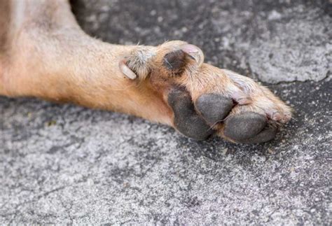 Is Dew Claw Removal Necessary? - PatchPuppy.com