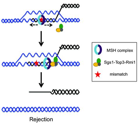 Model for heteroduplex rejection during HR. Msh2-Msh6 or Msh2-Msh3 will ...