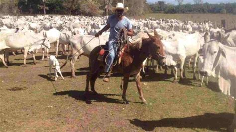 Pecuarista De Mato Grosso Do Sul Morre Engasgado Peda O Carne Em