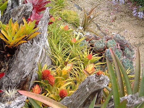 Bromeliads And Echeverias Tropical Design Tropical Garden Air Plants Garden Plants Unique