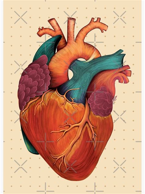 Anatomical Human Heart Textbook Colors Premium Matte Vertical Poster Sold By Antonieta Sku