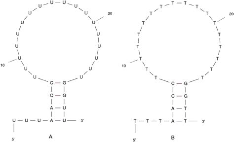 Hairpin Loop Structure