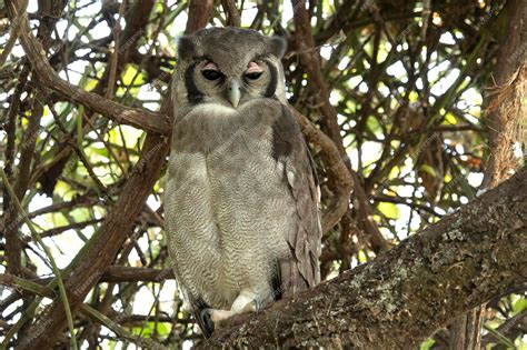 Premium Photo Female Verreaux Eagle Owl In A Forest With The Last