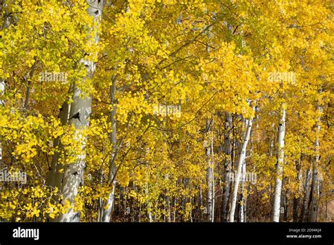 Quaking Aspens Populus Tremuloides Autumn Colors Grand Tetons Np